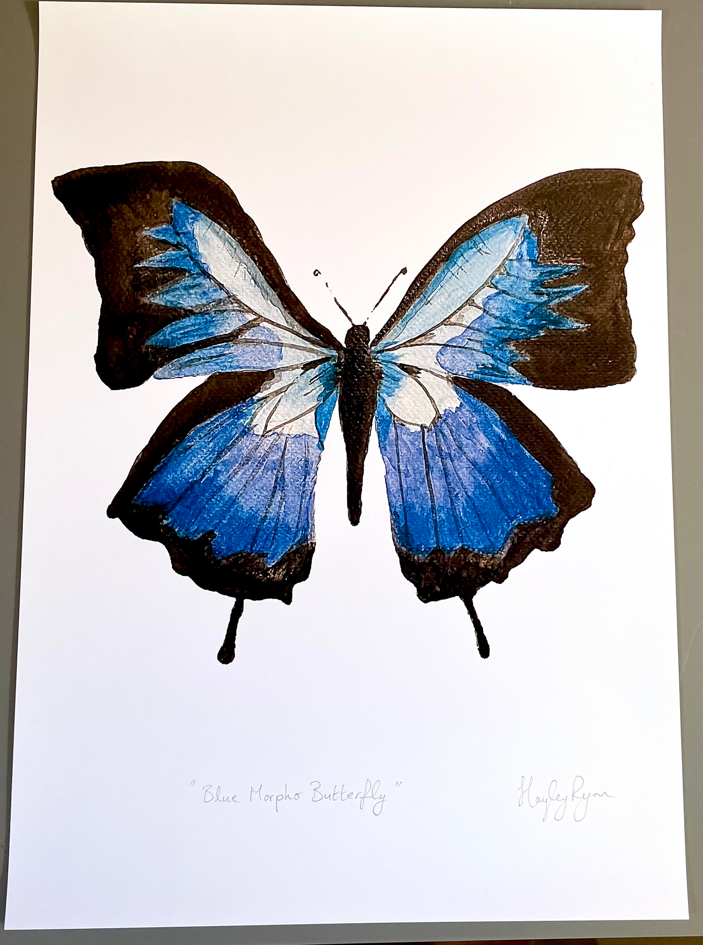 Butterfly Print"Blue Morpho Butterfly " Watercolour Print